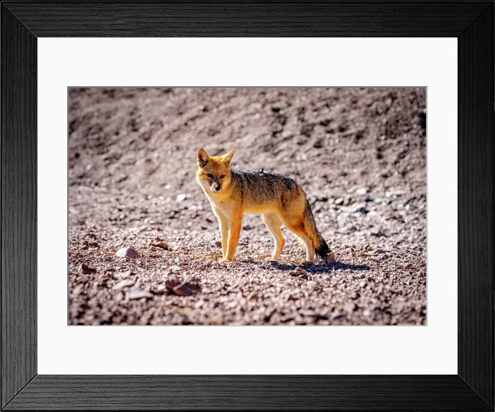 Framed Print : South American gray fox, Puna, Argentina Framed Print : South American gray fox, Puna, Argentina