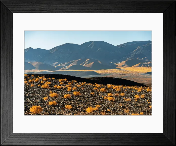 Framed Print : Yellow shrubs in the volcanic landscape, El Penon, Puna, Catamarca, Argentina Framed Print : Yellow shrubs in the volcanic landscape, El Penon, Puna, Catamarca, Argentina