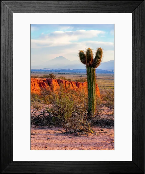 Framed Print : Large cactus, Quebrada de las Conchas, Salta, Argentina Framed Print : Large cactus, Quebrada de las Conchas, Salta, Argentina