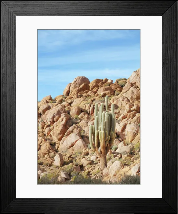 Framed Print : A cardon cactus (Echinopsis atacamensis) in the town of San Francisco de Alfarcito, Puna de Atacama, Jujuy, Northwest Argentina Framed Print : A cardon cactus (Echinopsis atacamensis) in the town of San Francisco de Alfarcito, Puna de Atacama, Jujuy, Northwest Argentina