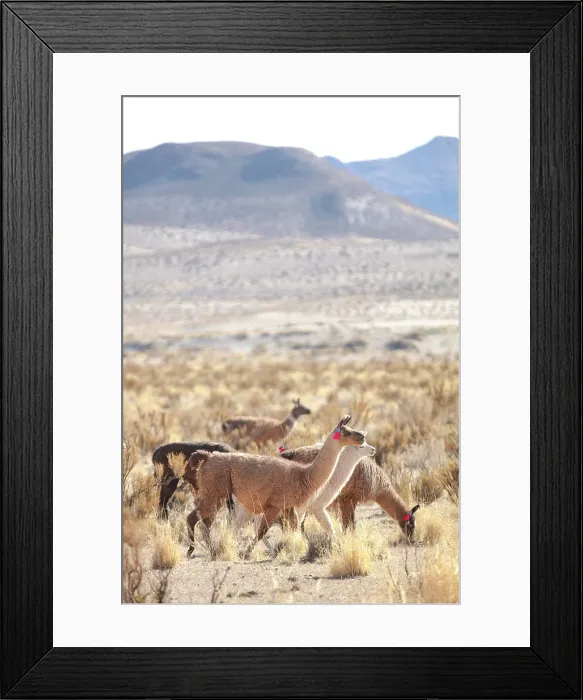 Framed Print : A group of domestic llamas near the Salinas Grandes salt flat, Puna de Atacama, Jujuy, Northwest Argentina Framed Print : A group of domestic llamas near the Salinas Grandes salt flat, Puna de Atacama, Jujuy, Northwest Argentina
