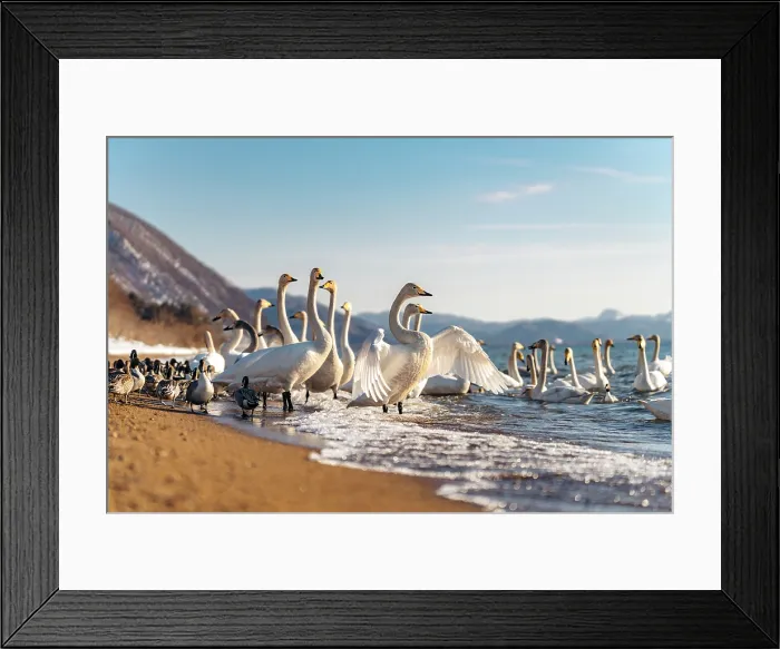Framed Print : Whooper swans and ducks gather on the shore of Lake Inawashiro, Aizu, Japan Framed Print : Whooper swans and ducks gather on the shore of Lake Inawashiro, Aizu, Japan