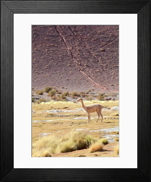 Framed Print : A wild vicuna in the vega colorada (oasis in the middle of a dry landscape), Puna de Atacama, Catamarca, Northwest Argentina Framed Print : A wild vicuna in the vega colorada (oasis in the middle of a dry landscape), Puna de Atacama, Catamarca, Northwest Argentina