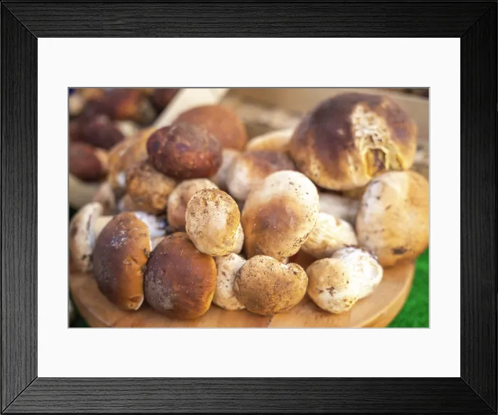 Framed Print : Freshly picked porcini mushrooms from Monferrato, Piedmont, Italy Framed Print : Freshly picked porcini mushrooms from Monferrato, Piedmont, Italy