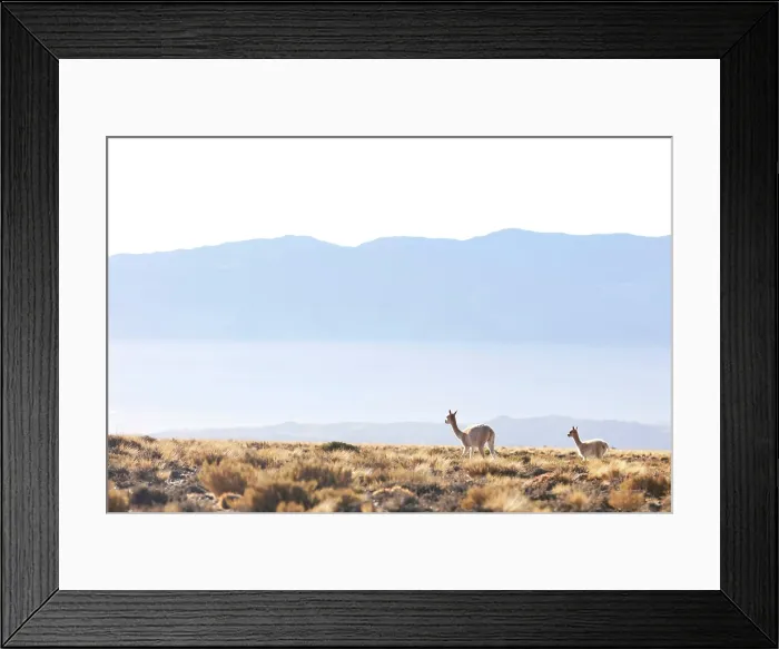 Framed Print : Wild vicunas in the Andes mountains, near Antofagasta de la Sierra, Puna de Atacama, Catamarca, Northwest Argentina Framed Print : Wild vicunas in the Andes mountains, near Antofagasta de la Sierra, Puna de Atacama, Catamarca, Northwest Argentina