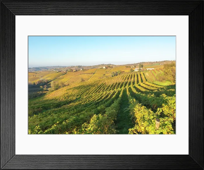 Framed Print : Autumn vineyards in Monferrato, Piedmont, Italy Framed Print : Autumn vineyards in Monferrato, Piedmont, Italy