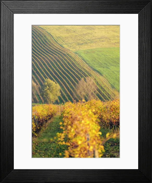 Framed Print : Autumn vineyard rows on hillside. Beautiful fall colors in Colli Piacentini, Piedmont, Italy Framed Print : Autumn vineyard rows on hillside. Beautiful fall colors in Colli Piacentini, Piedmont, Italy
