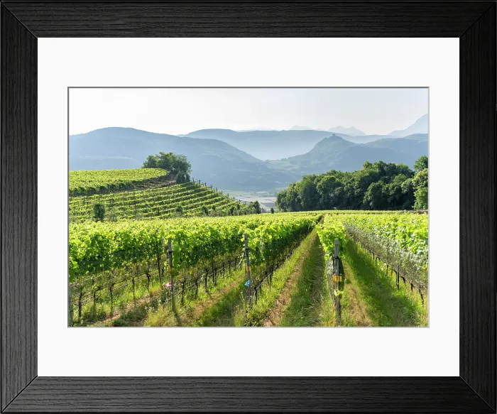Framed Print : Vineyard rows in Trentino Alto Adige, Italy, cultivated for wine production, with mountains in the background Framed Print : Vineyard rows in Trentino Alto Adige, Italy, cultivated for wine production, with mountains in the background