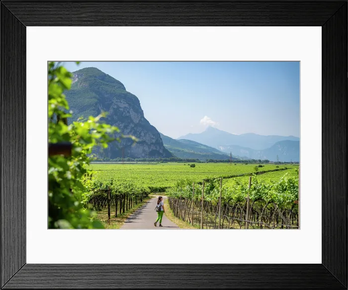 Framed Print : A woman walks through a vineyard in Trentino Alto Adige, Italy Framed Print : A woman walks through a vineyard in Trentino Alto Adige, Italy