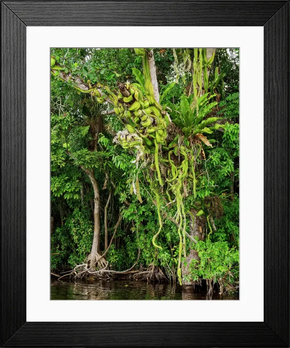 Framed Print : Vegetation at the bank of the New River, Orange Walk District, Belize Framed Print : Vegetation at the bank of the New River, Orange Walk District, Belize
