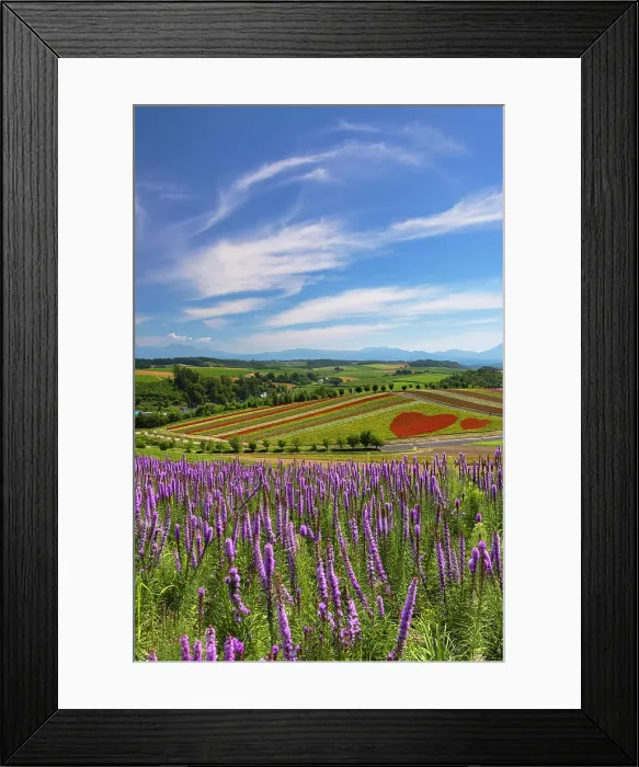 Framed Print : Panoramic Flower Gardens Shikisai-no-oka, Biei, Hokkaido, Japan Framed Print : Panoramic Flower Gardens Shikisai-no-oka, Biei, Hokkaido, Japan
