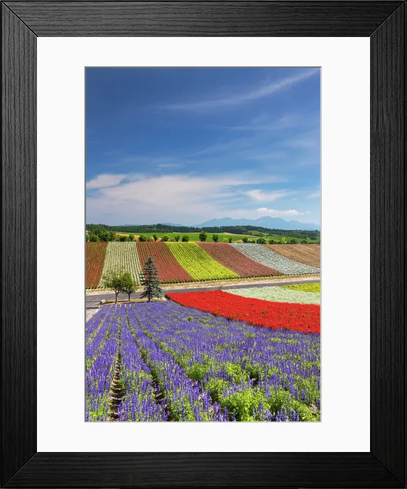 Framed Print : Panoramic Flower Gardens Shikisai-no-oka, Biei, Hokkaido, Japan Framed Print : Panoramic Flower Gardens Shikisai-no-oka, Biei, Hokkaido, Japan