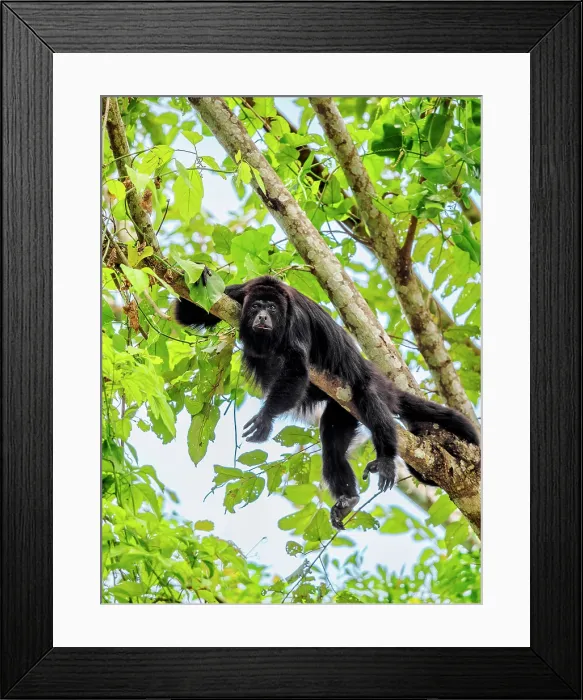 Framed Print : Yucatan black howler monkey (Alouatta pigra) at Lamanai Archaeological Reserve, Orange Walk District, Belize Framed Print : Yucatan black howler monkey (Alouatta pigra) at Lamanai Archaeological Reserve, Orange Walk District, Belize