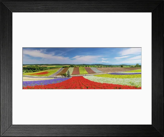 Framed Print : Panoramic Flower Gardens Shikisai-no-oka, Biei, Hokkaido, Japan Framed Print : Panoramic Flower Gardens Shikisai-no-oka, Biei, Hokkaido, Japan