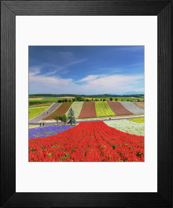 Framed Print : Panoramic Flower Gardens Shikisai-no-oka, Biei, Hokkaido, Japan Framed Print : Panoramic Flower Gardens Shikisai-no-oka, Biei, Hokkaido, Japan