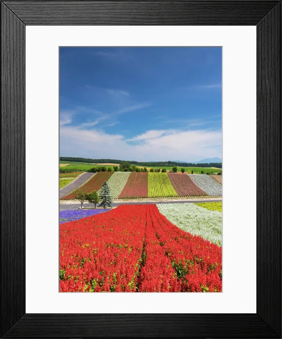 Framed Print : Panoramic Flower Gardens Shikisai-no-oka, Biei, Hokkaido, Japan Framed Print : Panoramic Flower Gardens Shikisai-no-oka, Biei, Hokkaido, Japan