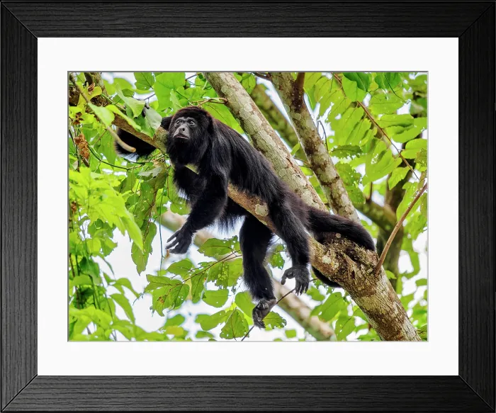 Framed Print : Yucatan black howler monkey (Alouatta pigra) at Lamanai Archaeological Reserve, Orange Walk District, Belize Framed Print : Yucatan black howler monkey (Alouatta pigra) at Lamanai Archaeological Reserve, Orange Walk District, Belize