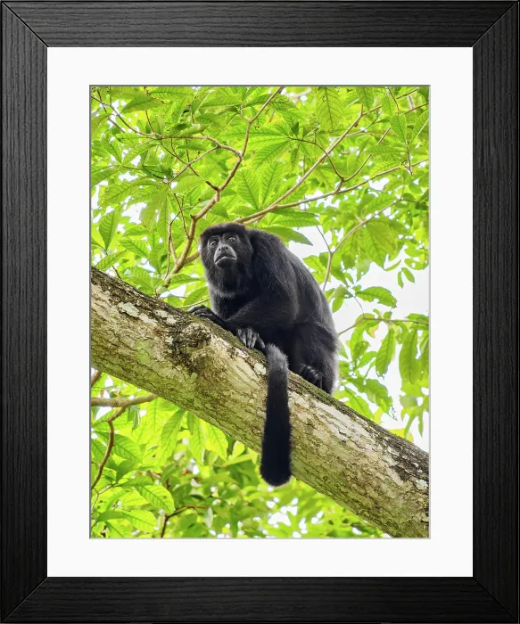 Framed Print : Yucatan black howler monkey (Alouatta pigra) at Lamanai Archaeological Reserve, Orange Walk District, Belize Framed Print : Yucatan black howler monkey (Alouatta pigra) at Lamanai Archaeological Reserve, Orange Walk District, Belize