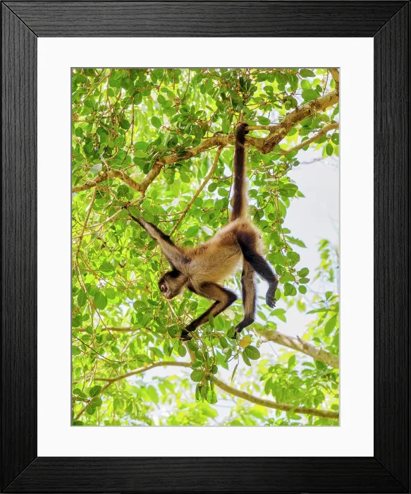 Framed Print : Yucatan spider monkey (Ateles geoffroyi yucatanensis) at Lamanai Archaeological Reserve, Orange Walk District, Belize Framed Print : Yucatan spider monkey (Ateles geoffroyi yucatanensis) at Lamanai Archaeological Reserve, Orange Walk District, Belize