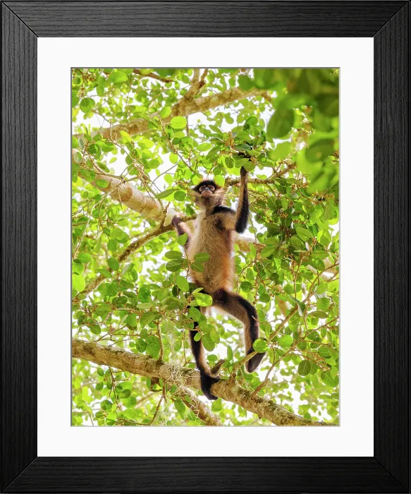 Framed Print : Yucatan spider monkey (Ateles geoffroyi yucatanensis) at Lamanai Archaeological Reserve, Orange Walk District, Belize Framed Print : Yucatan spider monkey (Ateles geoffroyi yucatanensis) at Lamanai Archaeological Reserve, Orange Walk District, Belize