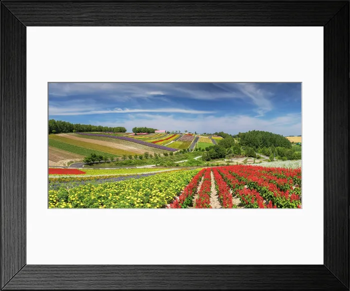 Framed Print : Panoramic Flower Gardens Shikisai-no-oka, Biei, Hokkaido, Japan Framed Print : Panoramic Flower Gardens Shikisai-no-oka, Biei, Hokkaido, Japan