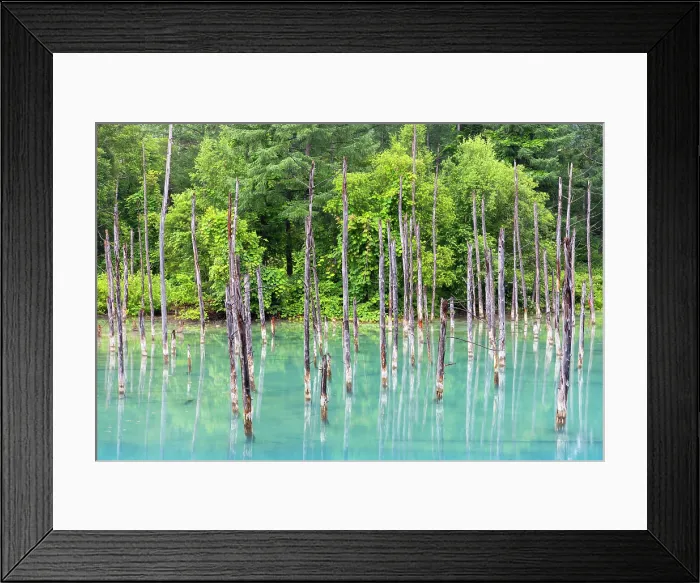 Framed Print : Shirogane Blue Pond (Aoiike), Biei, Hokkaido, Japan Framed Print : Shirogane Blue Pond (Aoiike), Biei, Hokkaido, Japan
