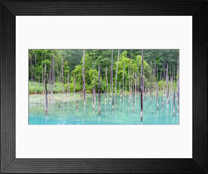 Framed Print : Shirogane Blue Pond (Aoiike), Biei, Hokkaido, Japan Framed Print : Shirogane Blue Pond (Aoiike), Biei, Hokkaido, Japan