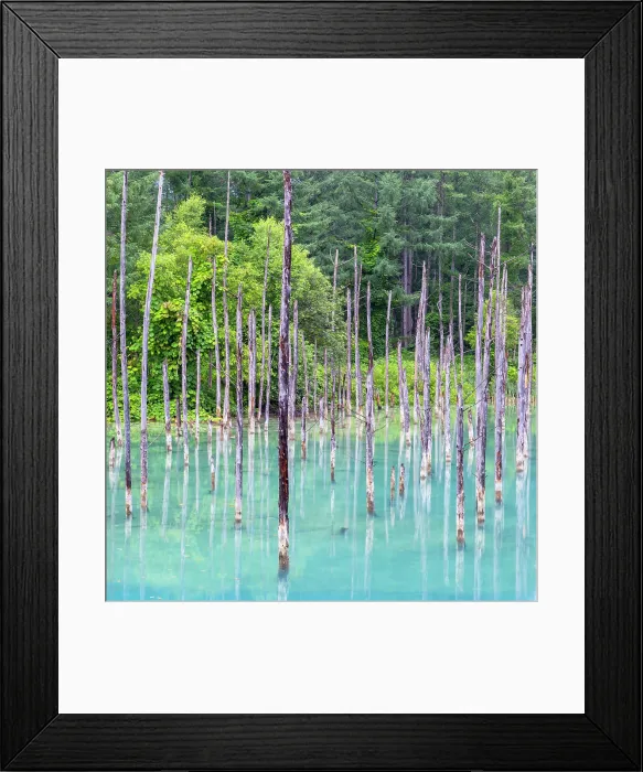 Framed Print : Shirogane Blue Pond (Aoiike), Biei, Hokkaido, Japan Framed Print : Shirogane Blue Pond (Aoiike), Biei, Hokkaido, Japan