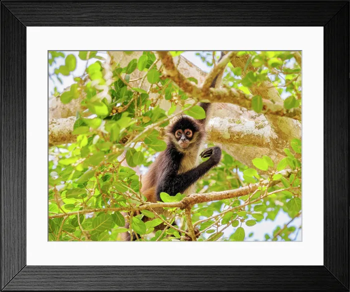 Framed Print : Yucatan spider monkey (Ateles geoffroyi yucatanensis) at Lamanai Archaeological Reserve, Orange Walk District, Belize Framed Print : Yucatan spider monkey (Ateles geoffroyi yucatanensis) at Lamanai Archaeological Reserve, Orange Walk District, Belize