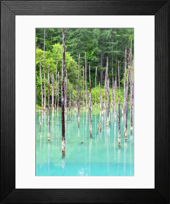 Framed Print : Shirogane Blue Pond (Aoiike), Biei, Hokkaido, Japan Framed Print : Shirogane Blue Pond (Aoiike), Biei, Hokkaido, Japan