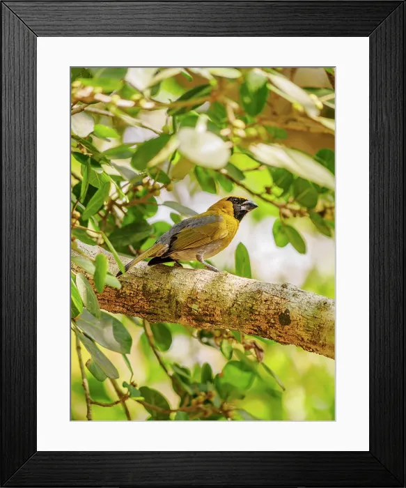 Framed Print : Black-faced grosbeak (Caryothraustes poliogaster) at Lamanai Archaeological Reserve, Orange Walk District, Belize Framed Print : Black-faced grosbeak (Caryothraustes poliogaster) at Lamanai Archaeological Reserve, Orange Walk District, Belize