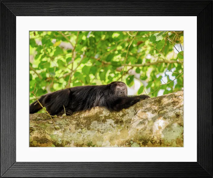 Framed Print : Yucatan black howler monkey (Alouatta pigra) at Lamanai Archaeological Reserve, Orange Walk District, Belize Framed Print : Yucatan black howler monkey (Alouatta pigra) at Lamanai Archaeological Reserve, Orange Walk District, Belize