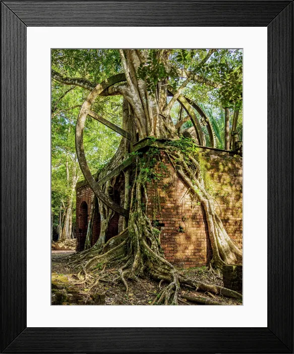 Framed Print : 19th-Century Sugar Mill Ruins near Lamanai Archaeological Reserve, Indian Church, Orange Walk District, Belize Framed Print : 19th-Century Sugar Mill Ruins near Lamanai Archaeological Reserve, Indian Church, Orange Walk District, Belize