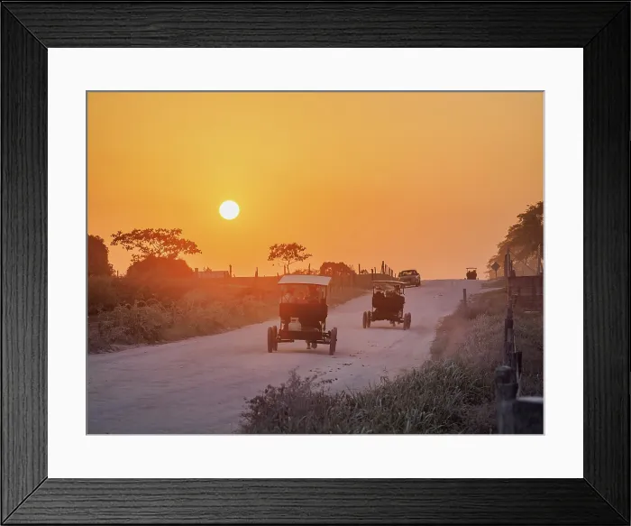 Framed Print : Horse-drawn carts on the dirt road at sunset, Mennonite Settlement, Shipyard, Orange Walk District, Belize Framed Print : Horse-drawn carts on the dirt road at sunset, Mennonite Settlement, Shipyard, Orange Walk District, Belize