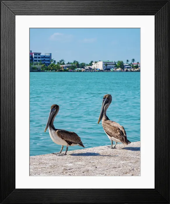 Framed Print : Brown pelicans (Pelecanus occidentalis) at the waterfront of Belize City, Belize District, Belize Framed Print : Brown pelicans (Pelecanus occidentalis) at the waterfront of Belize City, Belize District, Belize