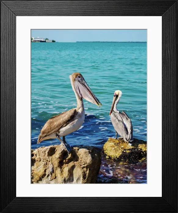 Framed Print : Brown pelicans (Pelecanus occidentalis) at the waterfront of Belize City, Belize District, Belize Framed Print : Brown pelicans (Pelecanus occidentalis) at the waterfront of Belize City, Belize District, Belize