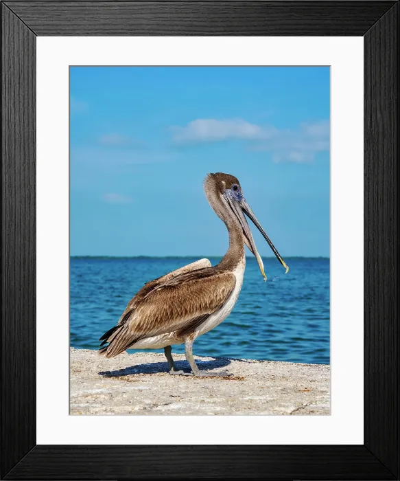 Framed Print : Brown pelican (Pelecanus occidentalis) at the waterfront of Belize City, Belize District, Belize Framed Print : Brown pelican (Pelecanus occidentalis) at the waterfront of Belize City, Belize District, Belize