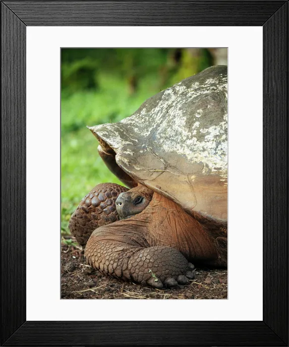 Framed Print : Galapagos Giant Tortoise, Santa Cruz Island, Galapagos Islands, Ecuador Framed Print : Galapagos Giant Tortoise, Santa Cruz Island, Galapagos Islands, Ecuador