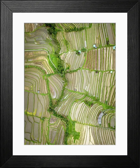 Framed Print : Rice Terraces at Jatiluwih, Bali, Indonesia Framed Print : Rice Terraces at Jatiluwih, Bali, Indonesia
