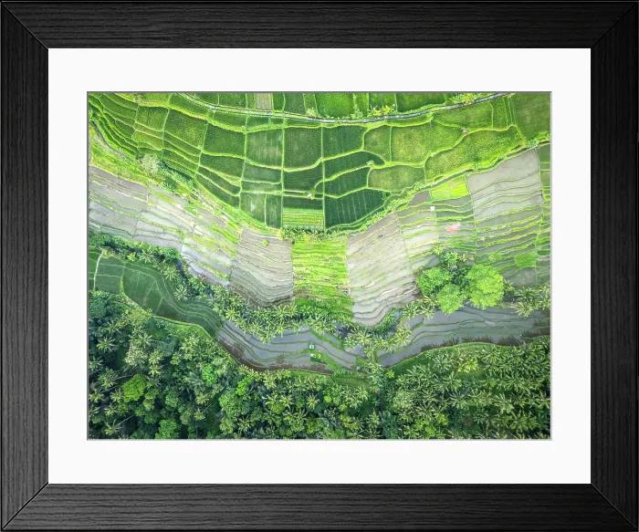 Framed Print : Rice Terraces near Ubud, Bali, Indonesia Framed Print : Rice Terraces near Ubud, Bali, Indonesia