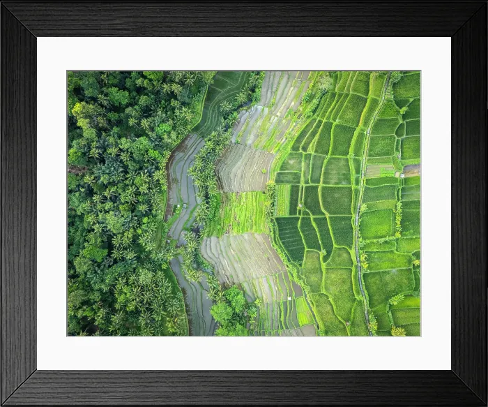 Framed Print : Rice Terraces near Ubud, Bali, Indonesia Framed Print : Rice Terraces near Ubud, Bali, Indonesia