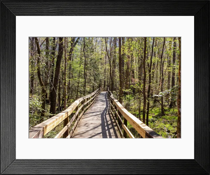 Framed Print : Congaree National Park, South Carolina, USA, North America Framed Print : Congaree National Park, South Carolina, USA, North America