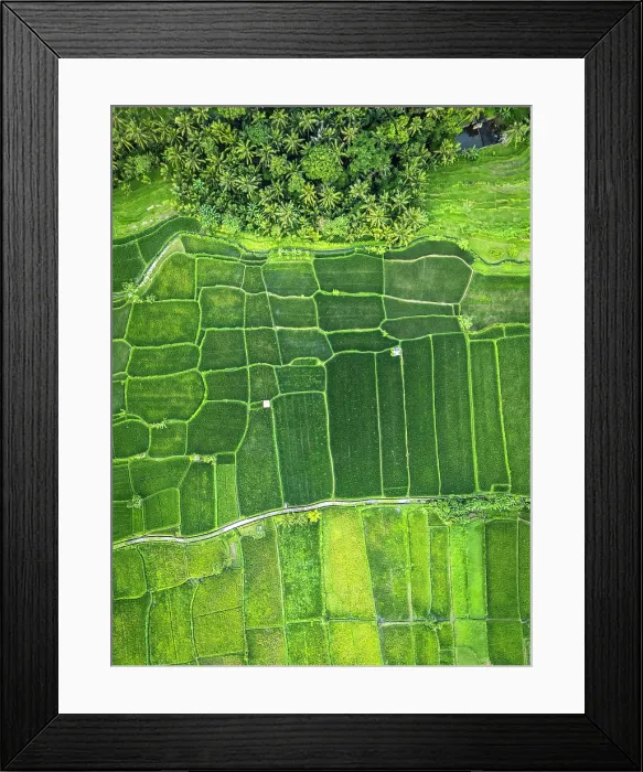 Framed Print : Rice Terraces near Ubud, Bali, Indonesia Framed Print : Rice Terraces near Ubud, Bali, Indonesia