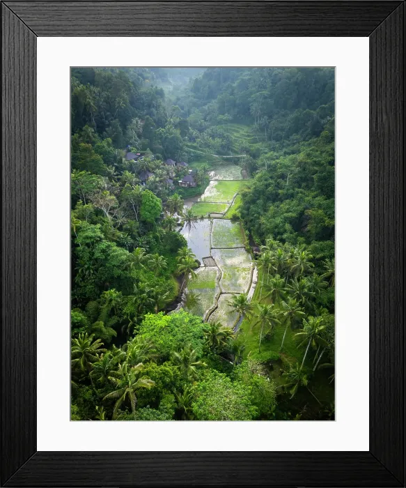 Framed Print : Rice Terraces, Tegallalang, near Ubud, Bali, Indonesia Framed Print : Rice Terraces, Tegallalang, near Ubud, Bali, Indonesia
