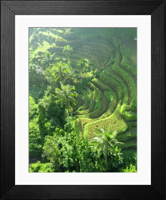 Framed Print : Rice Terraces, Tegallalang, near Ubud, Bali, Indonesia Framed Print : Rice Terraces, Tegallalang, near Ubud, Bali, Indonesia