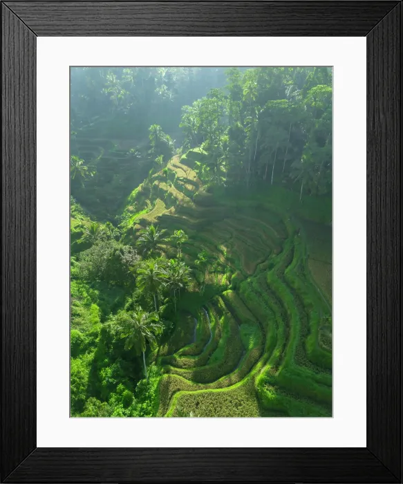 Framed Print : Rice Terraces, Tegallalang, near Ubud, Bali, Indonesia Framed Print : Rice Terraces, Tegallalang, near Ubud, Bali, Indonesia