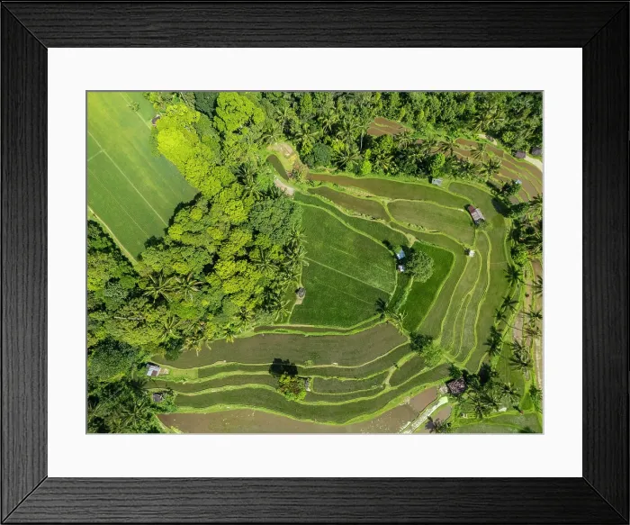 Framed Print : Terraced rice fields, northern Bali, Bali, Indonesia Framed Print : Terraced rice fields, northern Bali, Bali, Indonesia