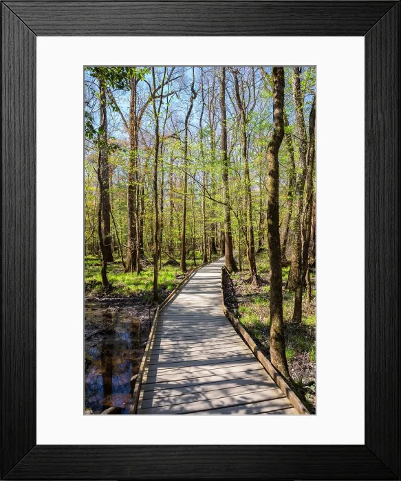 Framed Print : Congaree National Park, South Carolina, USA, North America
