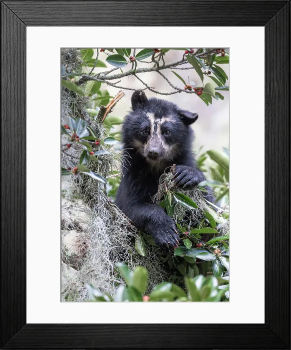 Framed Print : spectacled bear (Tremarctos ornatus) in Northern Ecuador, Ibarra province Framed Print : spectacled bear (Tremarctos ornatus) in Northern Ecuador, Ibarra province
