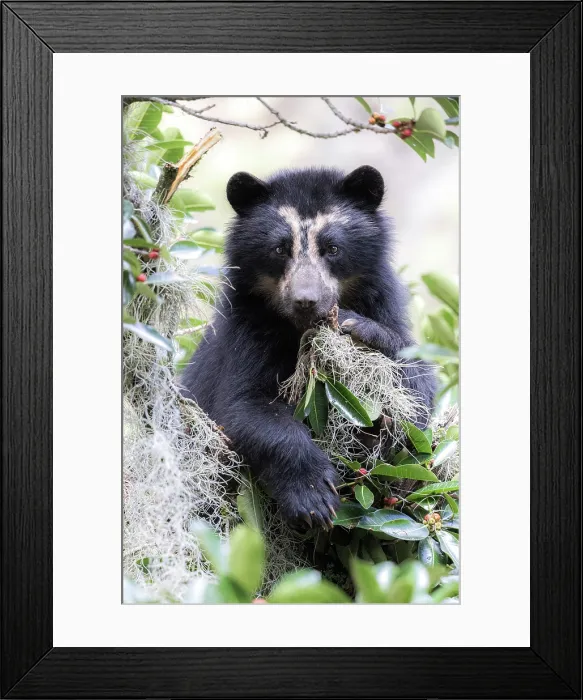 Framed Print : spectacled bear (Tremarctos ornatus) in Northern Ecuador, Ibarra province Framed Print : spectacled bear (Tremarctos ornatus) in Northern Ecuador, Ibarra province